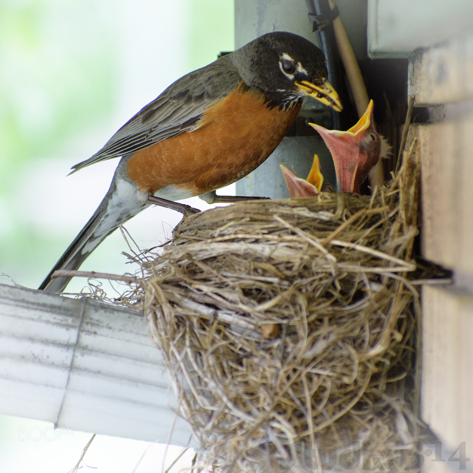 Nikon D7200 sample photo. American robin - merle photography