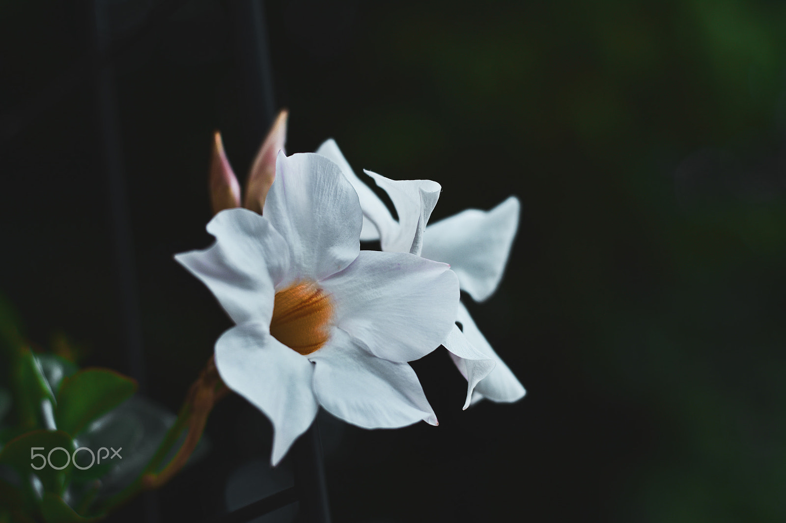 Nikon D5200 + Nikon AF-S Nikkor 50mm F1.8G sample photo. Sundeville photography