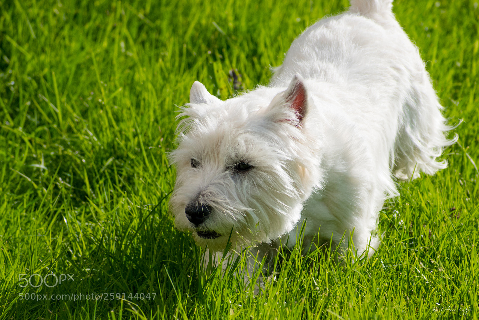 Nikon D5500 sample photo. The hunter photography