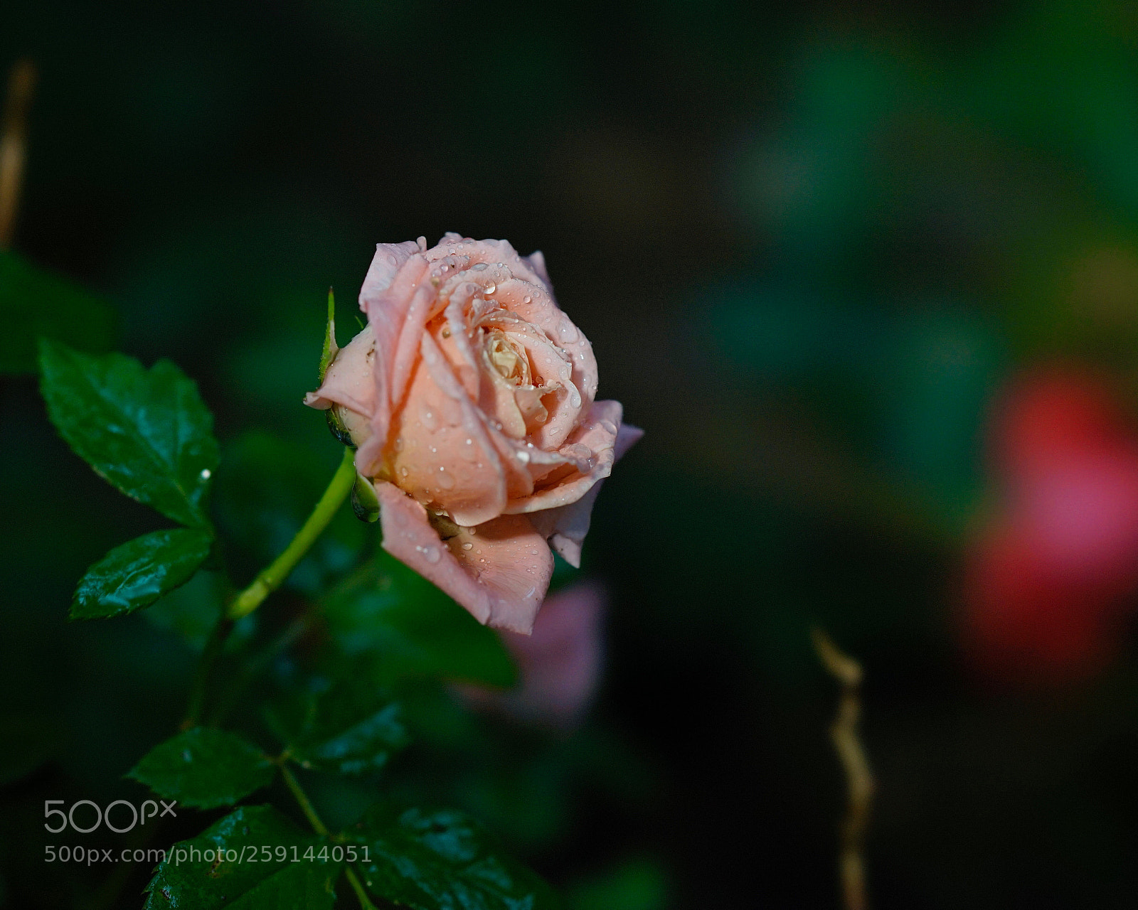 Sony a7 II sample photo. 色 photography