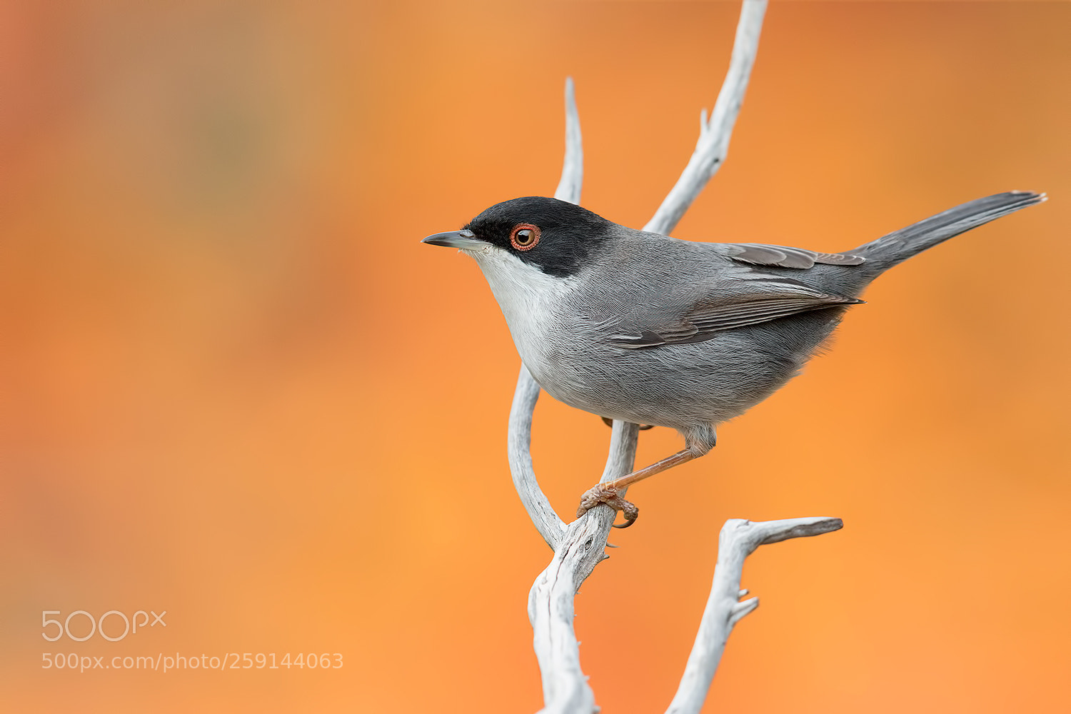 Canon EOS 5D Mark IV sample photo. Sardinian warbler in colors photography