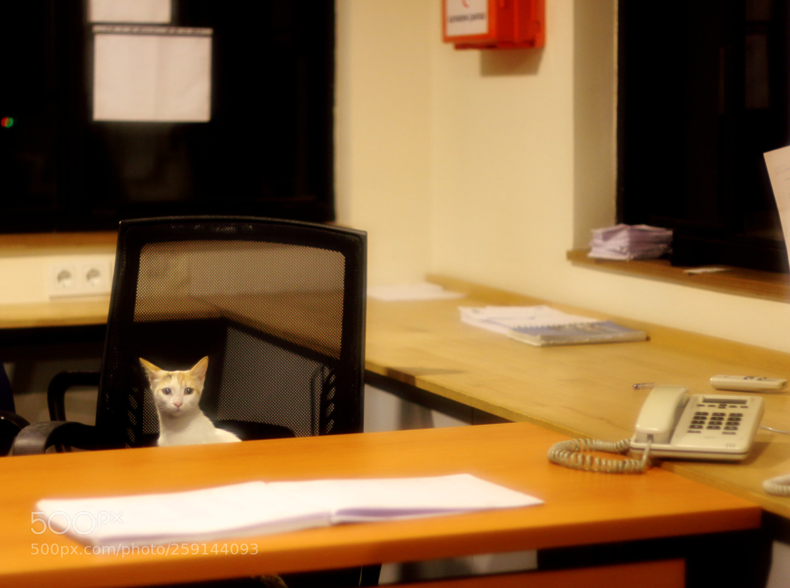 Canon EOS 70D sample photo. Cat guard photography