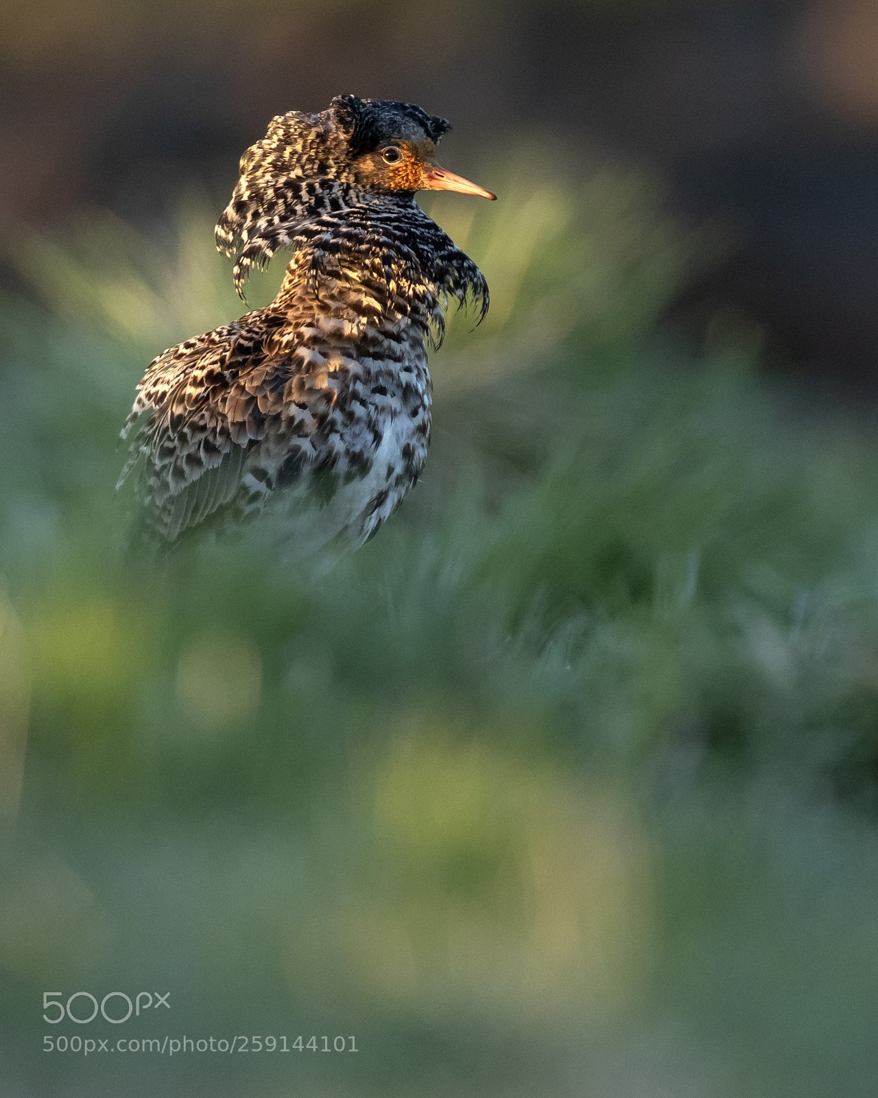 Canon EOS-1D X Mark II sample photo. Ruff in bloom... photography