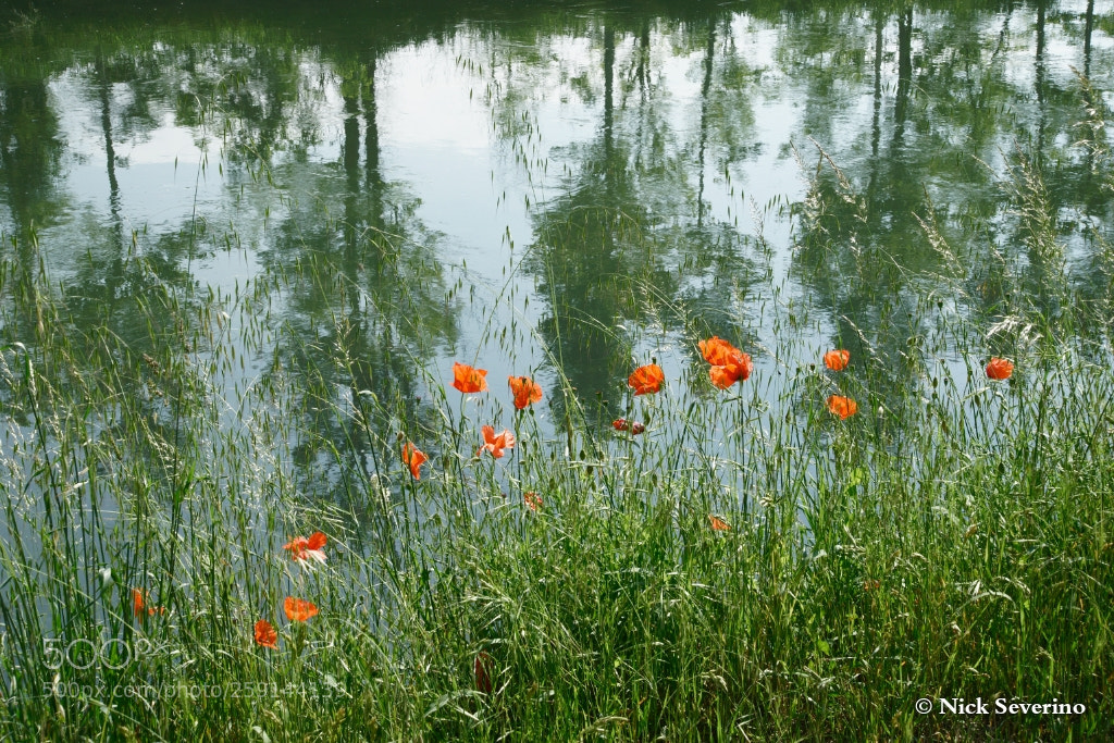 Sony a7R sample photo. Poppies photography