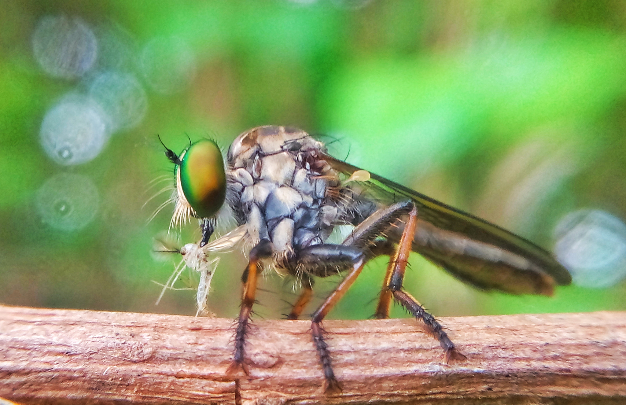 HUAWEI Y5II sample photo. Untitled photography