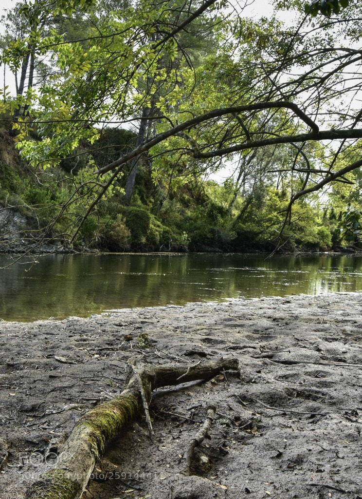 Nikon D7200 sample photo. Tronco photography