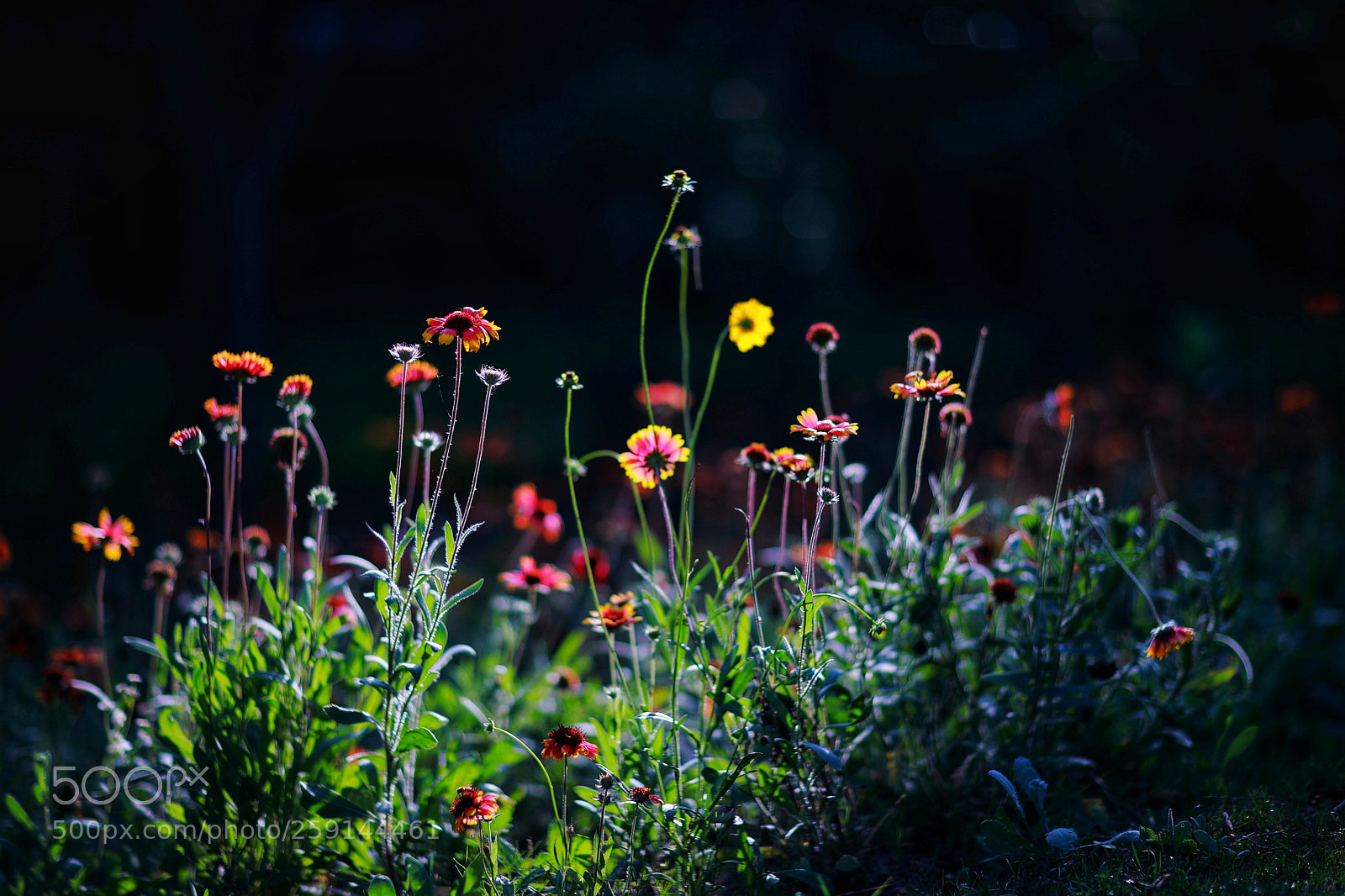 Canon EOS 5D Mark IV sample photo. 11 photography