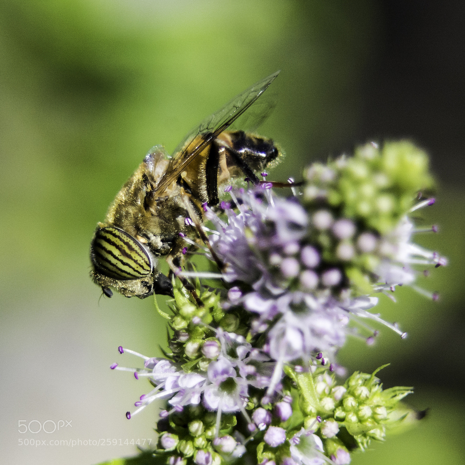 Nikon D7100 sample photo. Fly on a flower photography
