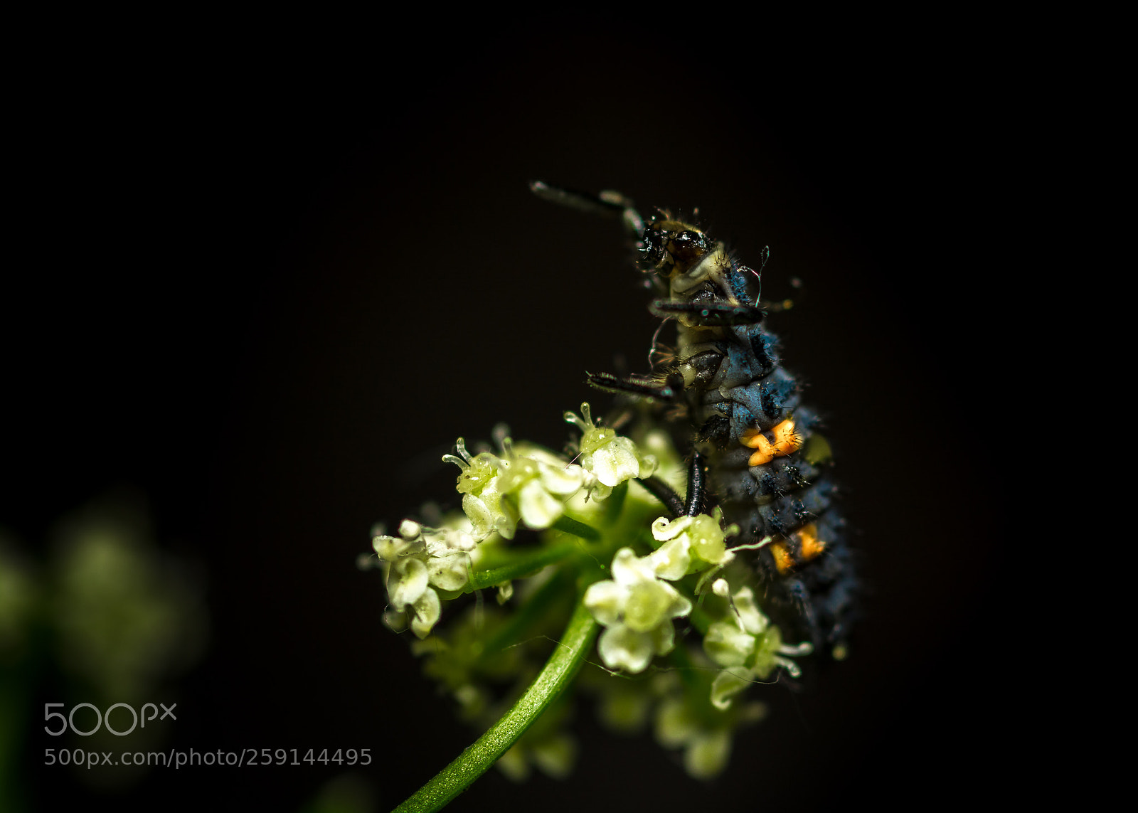 Nikon D7100 sample photo. Baby ladybug photography