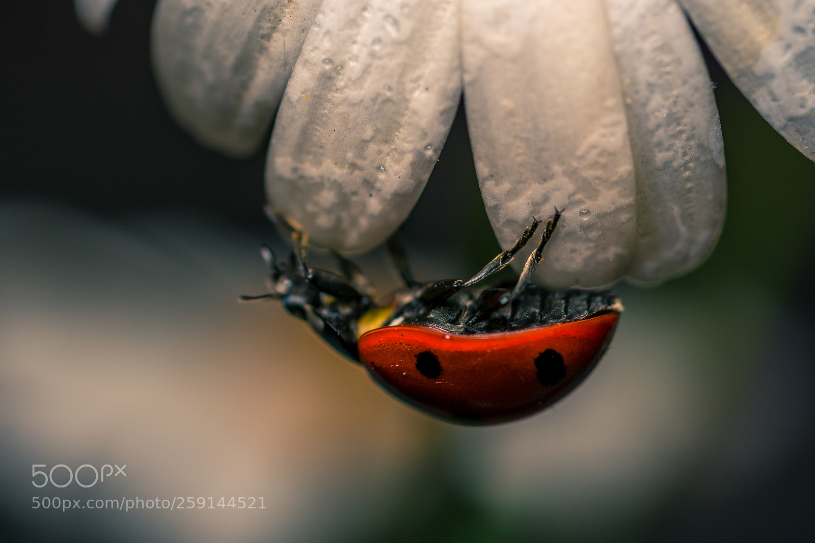 Nikon D7100 sample photo. Ladybug photography