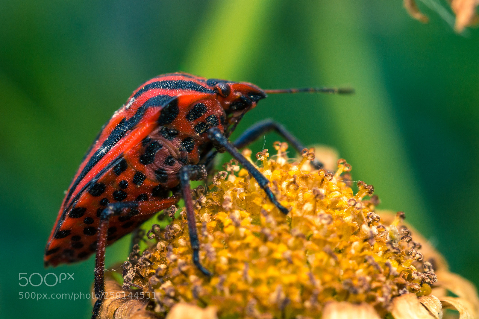 Nikon D7100 sample photo. Insect in a red photography