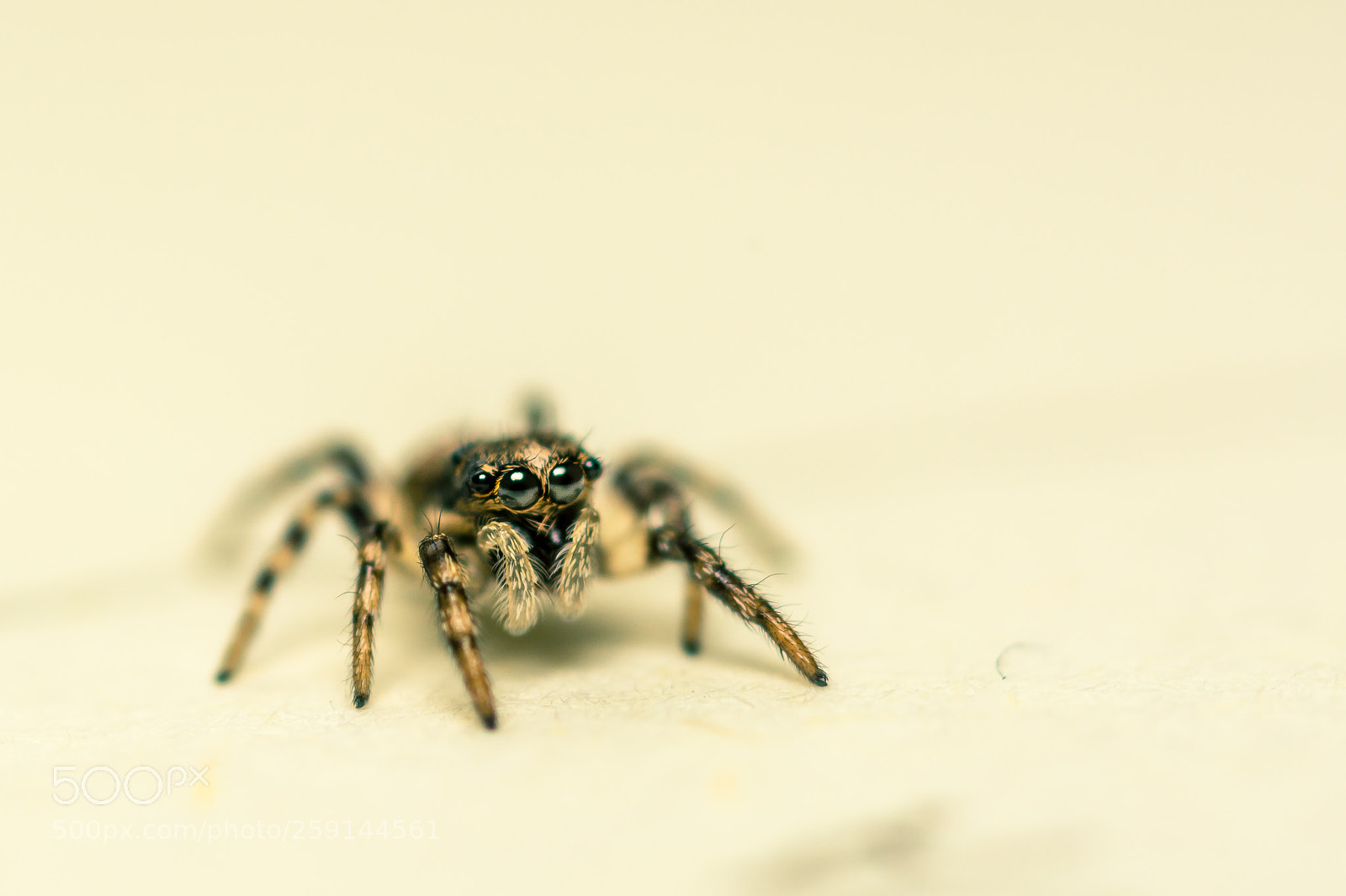 Nikon D7100 sample photo. Spider dream photography