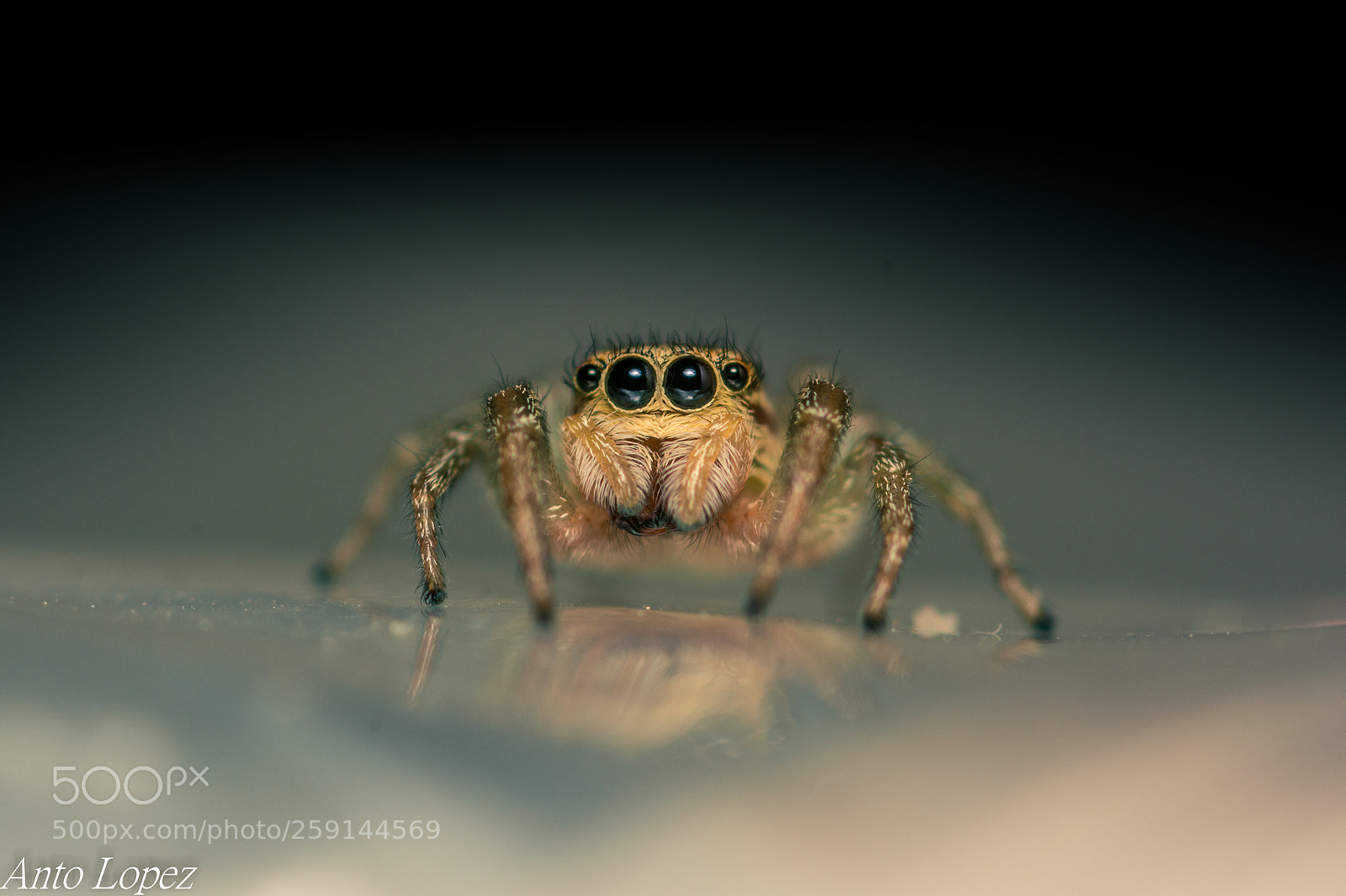 Nikon D7100 sample photo. Portrait of a spider photography