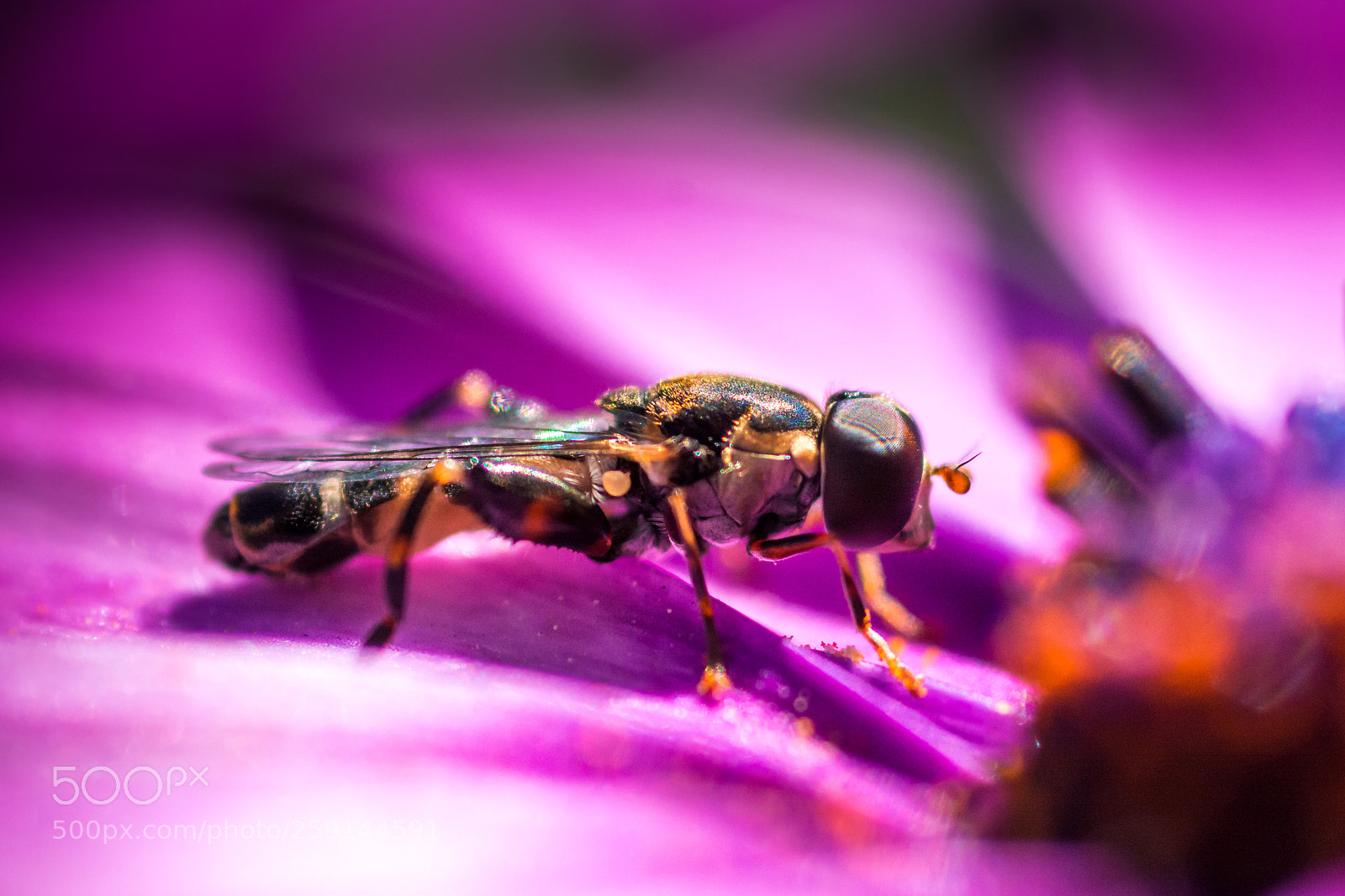 Nikon D7100 sample photo. Fly on purple dream photography