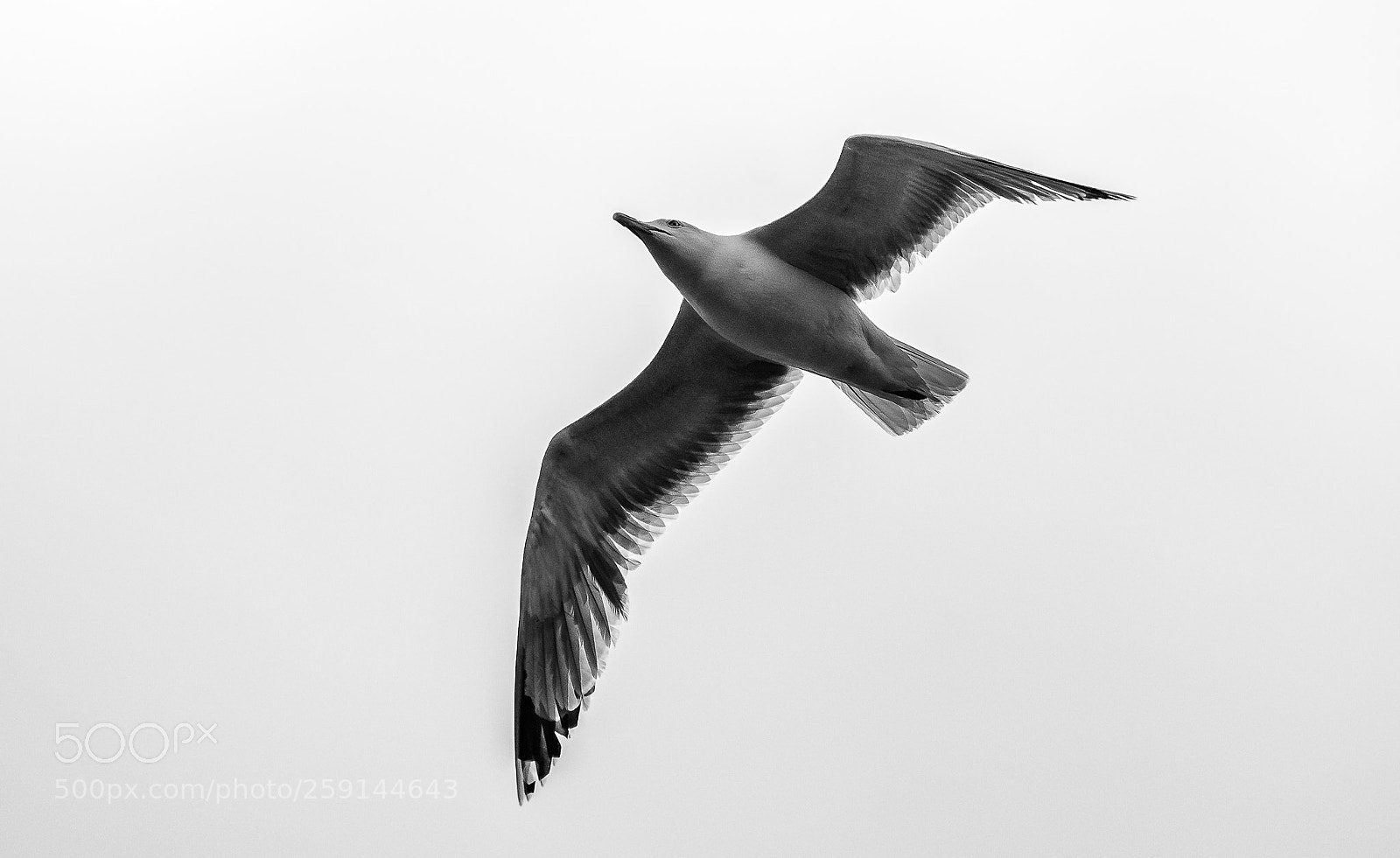 Nikon D7100 sample photo. Xray of a gull photography