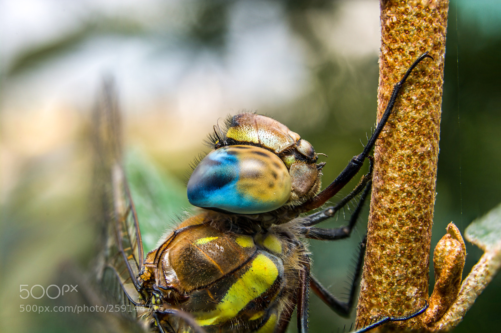 Nikon D7100 sample photo. Dragonfly focus stack photography