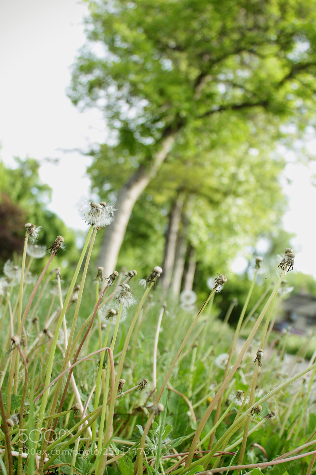 Canon EOS 500D (EOS Rebel T1i / EOS Kiss X3) sample photo. Study of green, 3 photography