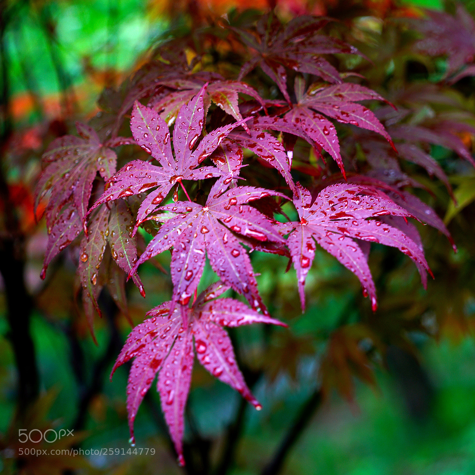 Sony a7R II sample photo. 初夏雨中的红枫 photography