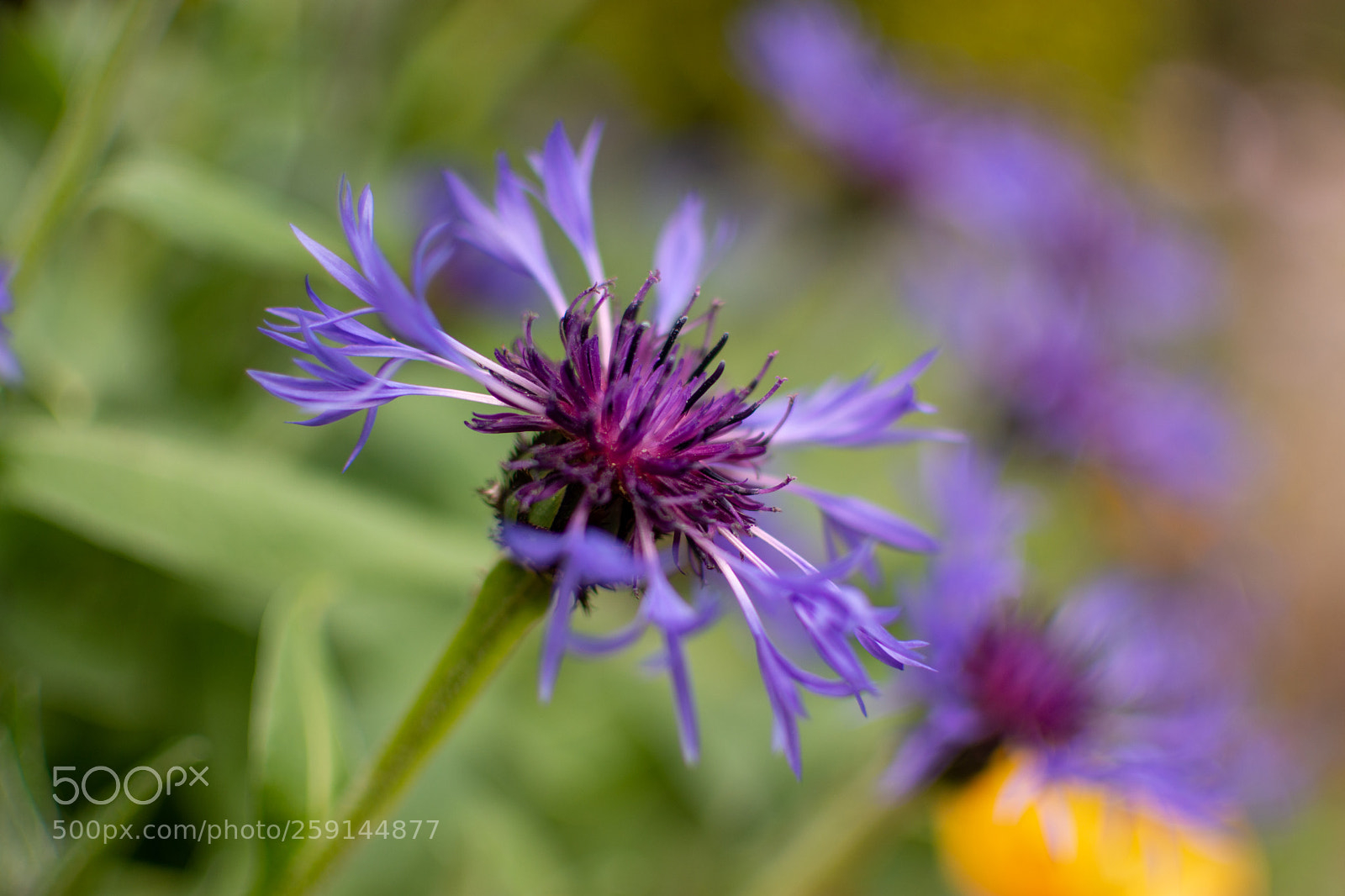 Nikon D7200 sample photo. Flower power photography