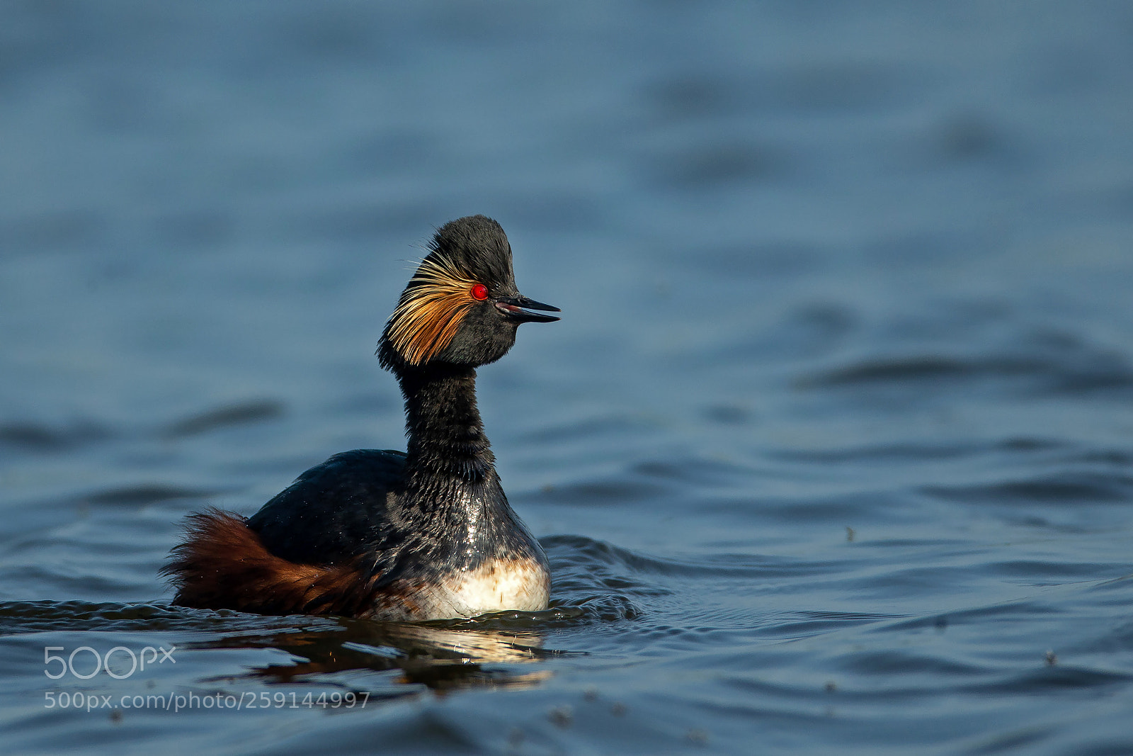 Canon EOS-1D X sample photo. Black necked grebe photography
