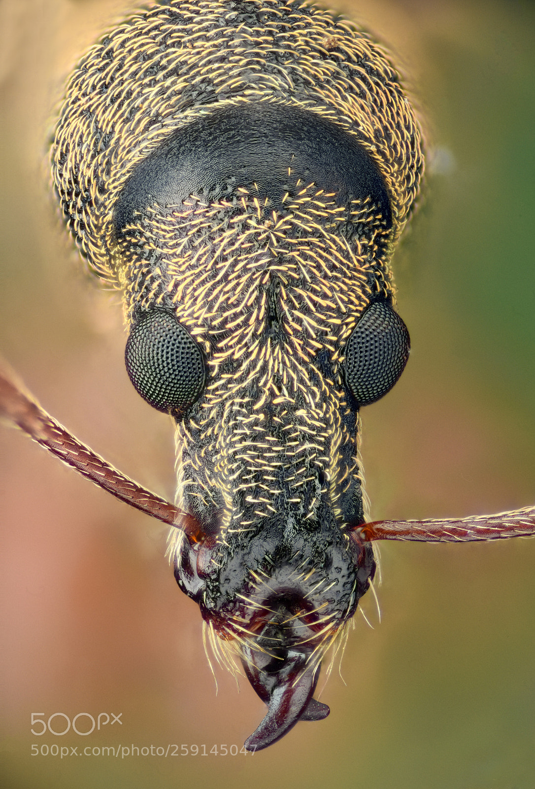 Nikon D810 sample photo. Weevil portrait photography