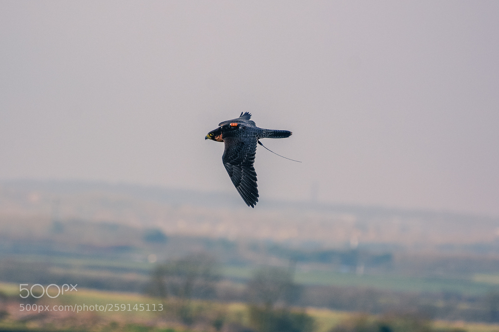 Nikon D7100 sample photo. Tundra flight photography