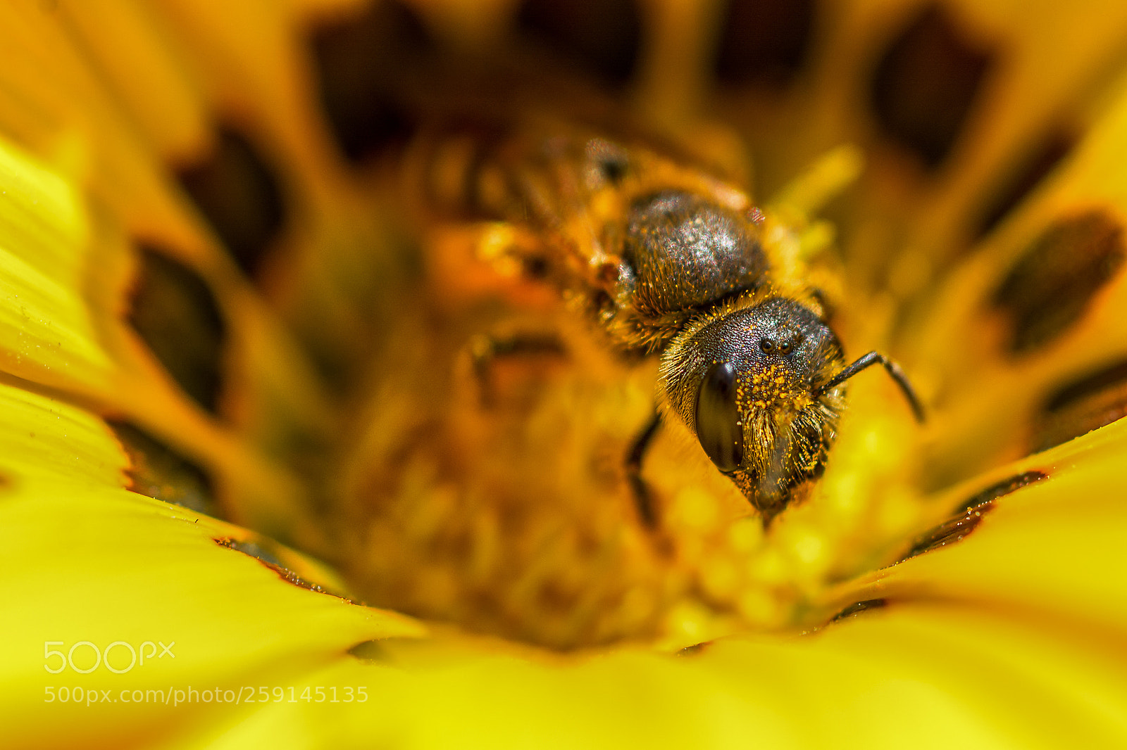 Nikon D7100 sample photo. Bee in a sunflower photography