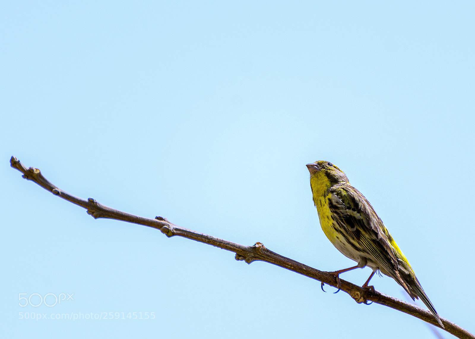 Nikon D7100 sample photo. Bird in a branch photography