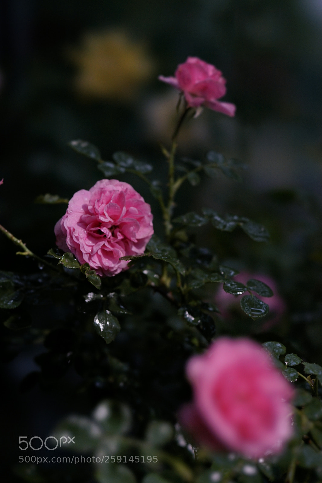 Sony a7 II sample photo. 遠近高低各不同 photography