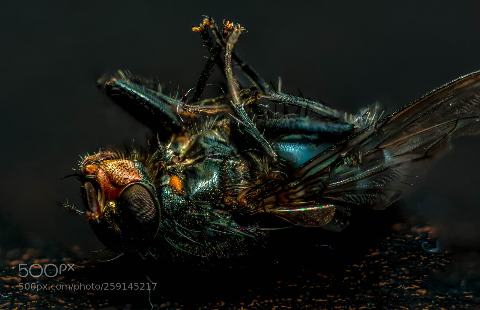 Nikon D7100 sample photo. Dead fly photography