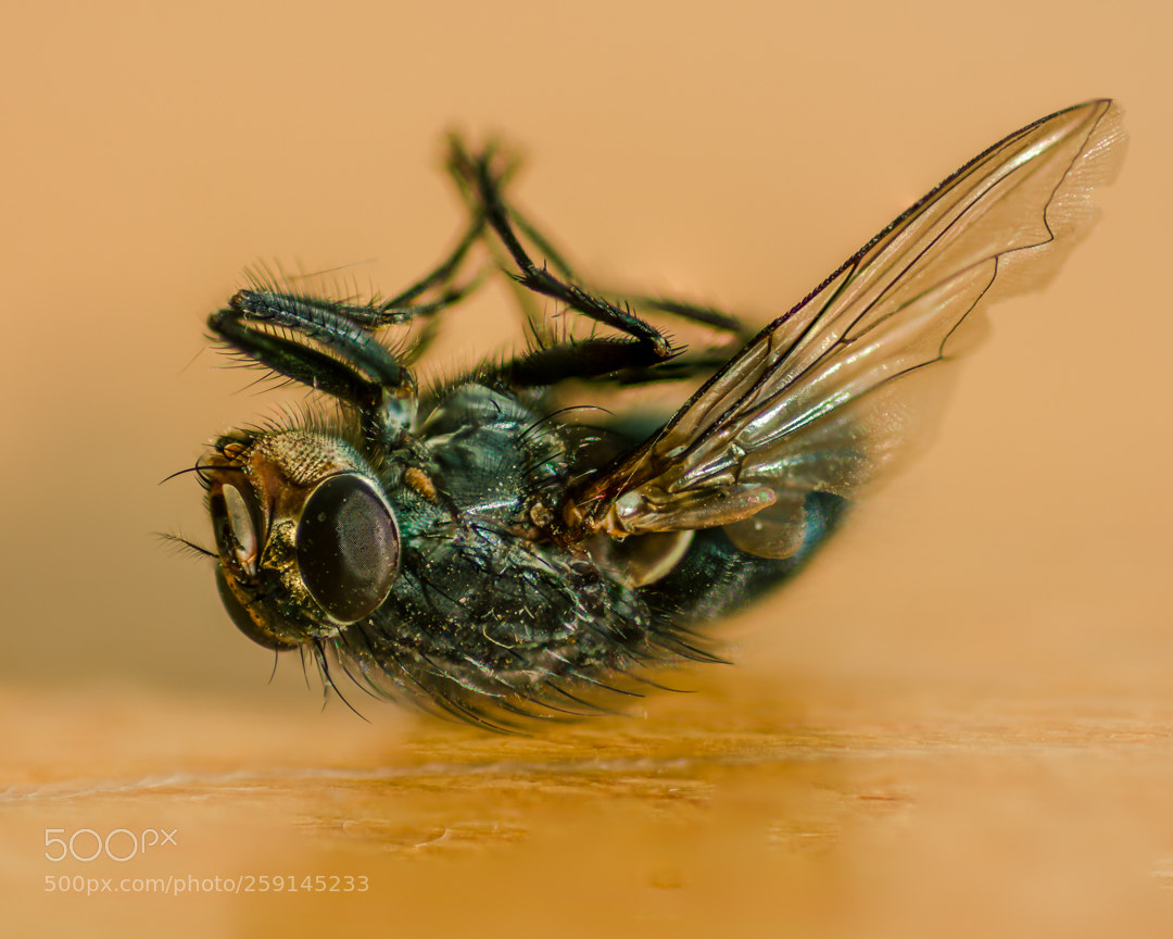 Nikon D7100 sample photo. Dead fly on the photography