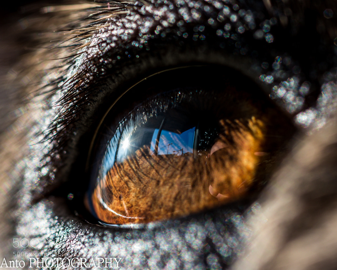 Nikon D7100 sample photo. Eye macro photography