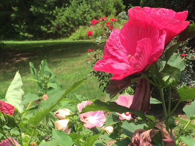 Apple iPhone 6 sample photo. Leah's garden photography