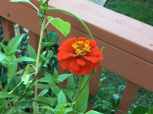 Apple iPhone 6 sample photo. Leah's garden photography