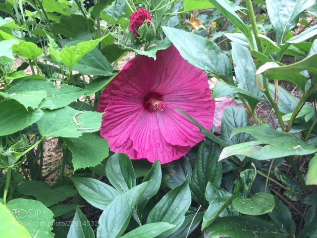 Apple iPhone 6 sample photo. Leah's garden photography