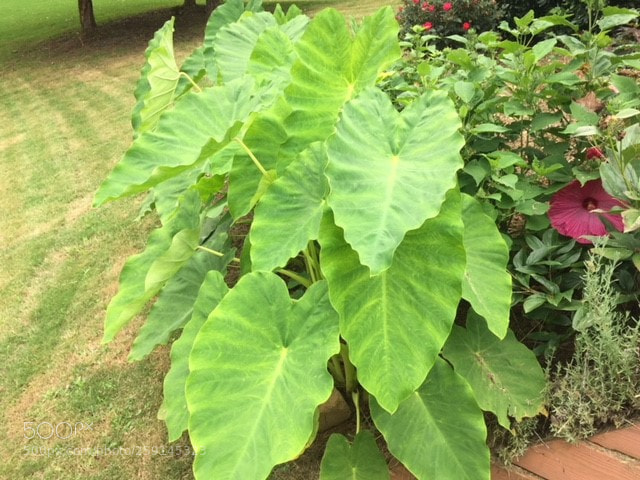 Apple iPhone 6 sample photo. Leah's garden photography