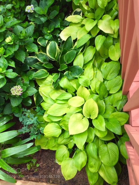 Apple iPhone 6 sample photo. Leah's garden photography