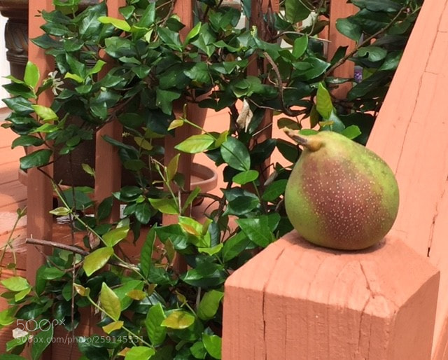 Apple iPhone 6 sample photo. Leah's garden photography