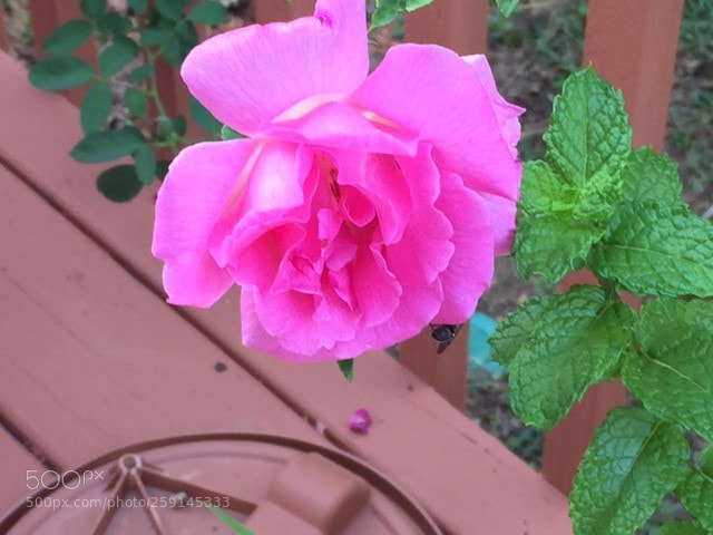 Apple iPhone 6 sample photo. Leah's garden photography
