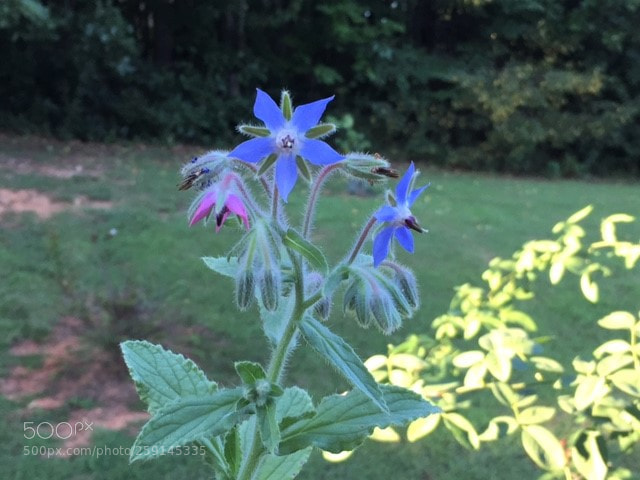 Apple iPhone 6 sample photo. Leah's garden photography