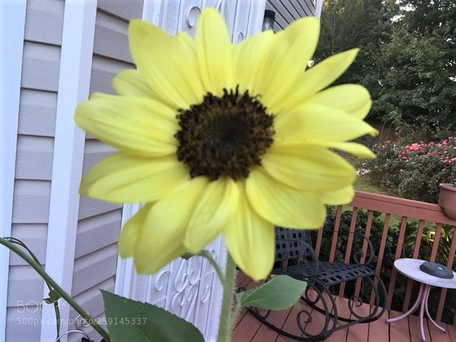 Apple iPhone 6 sample photo. Leah's garden photography