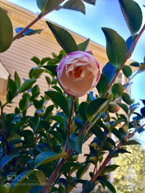 Apple iPhone 6 sample photo. Leah's garden photography
