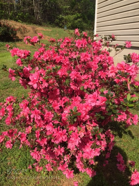 Apple iPhone 6 sample photo. Leah's garden photography