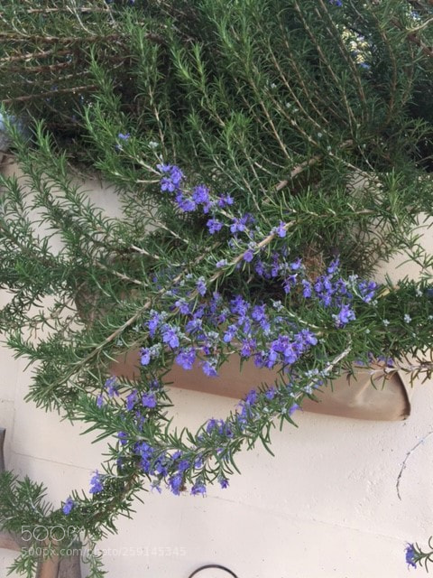 Apple iPhone 6 sample photo. Leah's garden photography