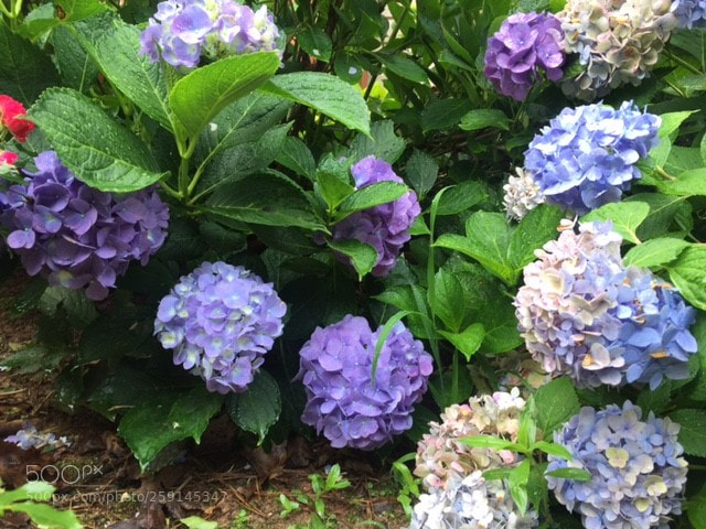 Apple iPhone 6 sample photo. Leah's garden photography