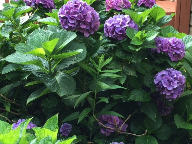Apple iPhone 6 sample photo. Leah's garden photography