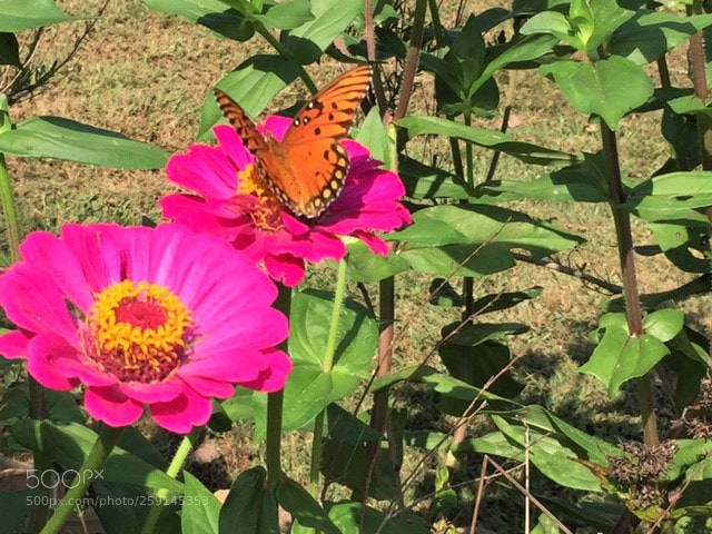 Apple iPhone 6 sample photo. Leah's garden photography