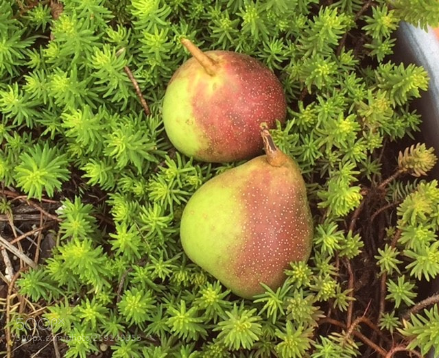 Apple iPhone 6 sample photo. Leah's garden photography
