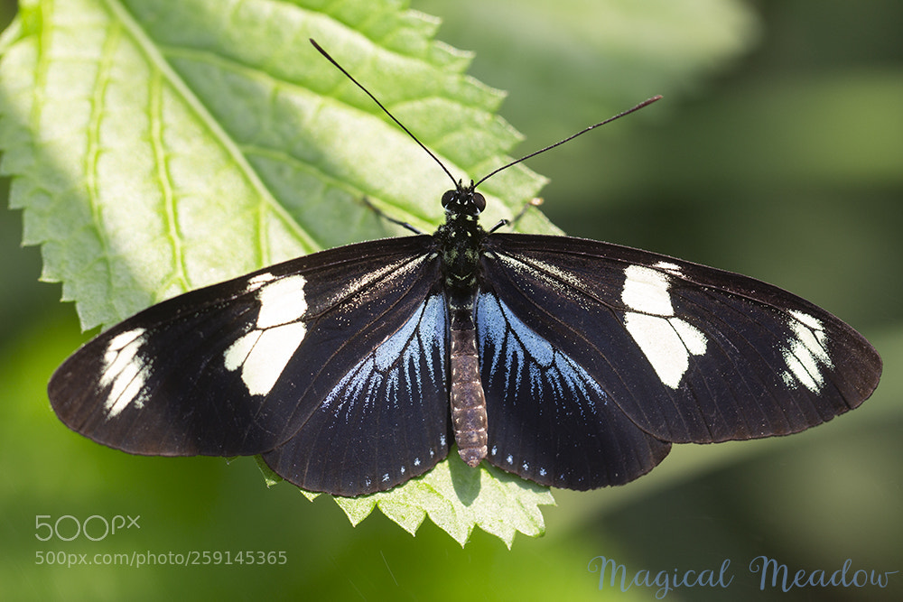 Canon EOS 700D (EOS Rebel T5i / EOS Kiss X7i) sample photo. Heliconius wallacei photography