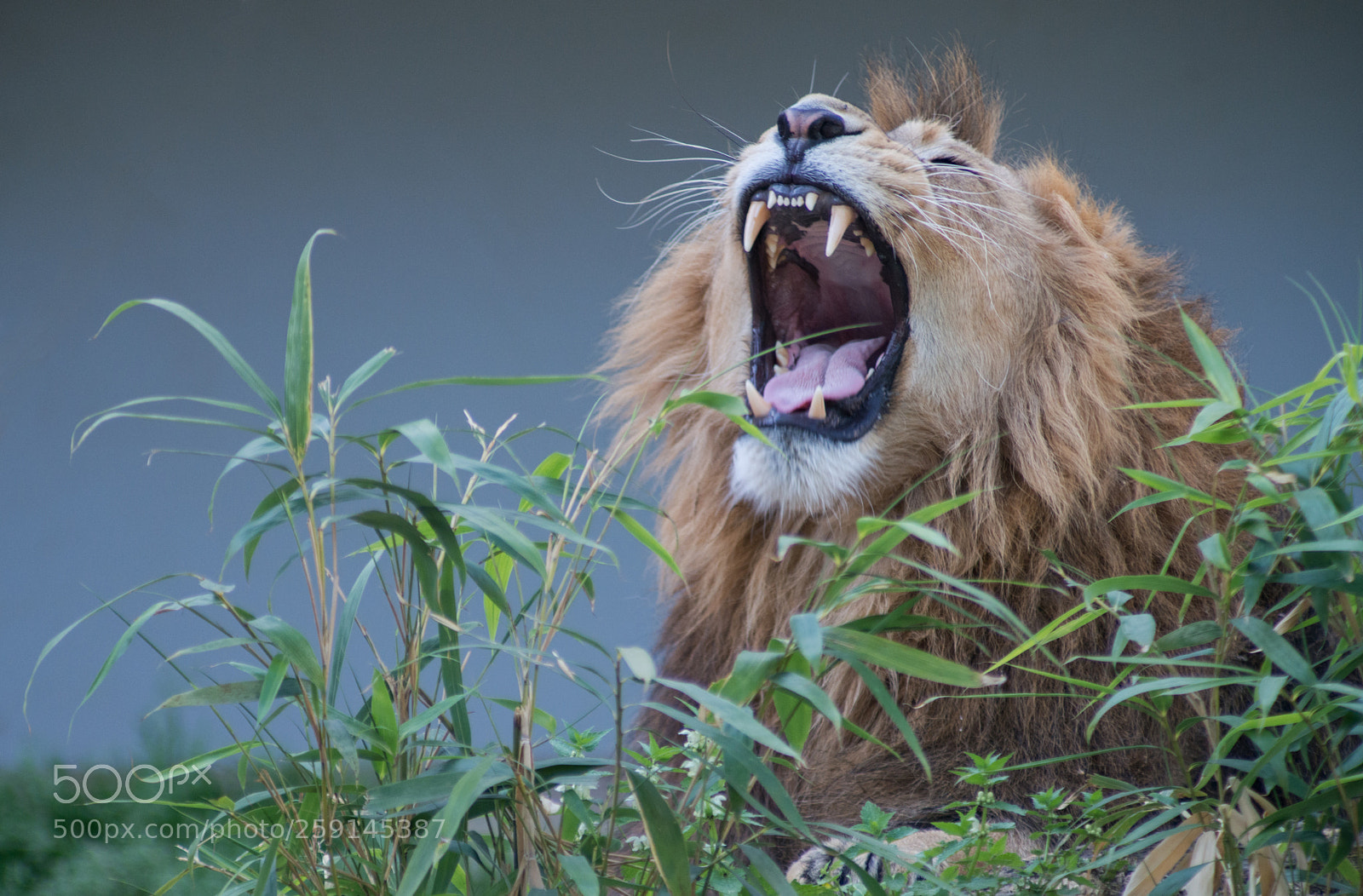 Nikon D800 sample photo. Roaring lion photography